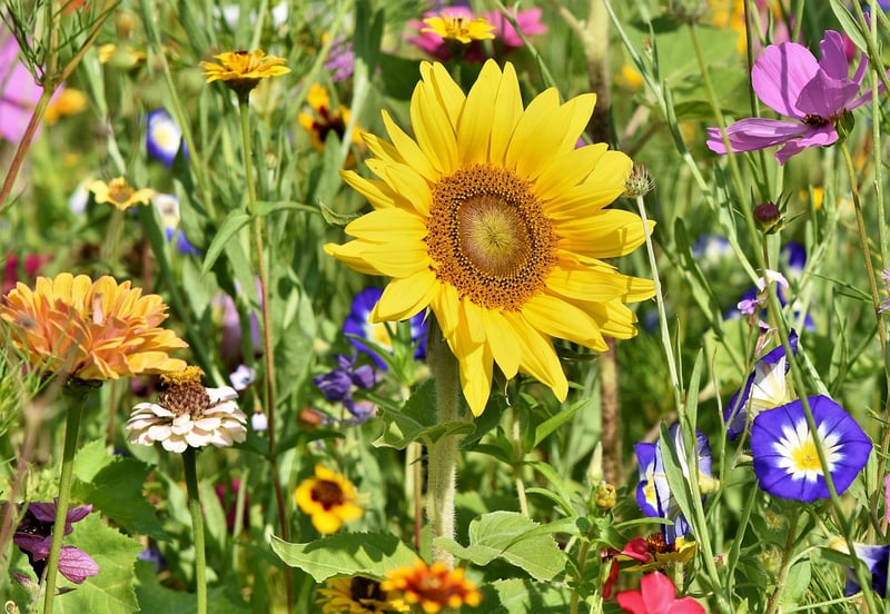 Garden Forum