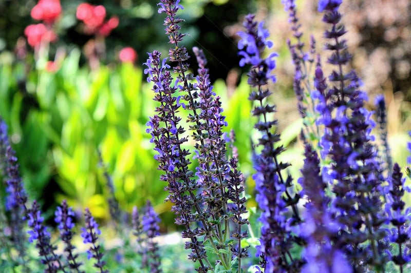 Herb Garden Kit